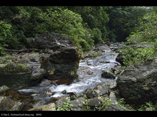 Tropical rainforest and stream, Atlantic Forest, Brazil