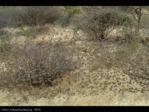 Hundreds of red-billed Queleas in a flock, Tanzania