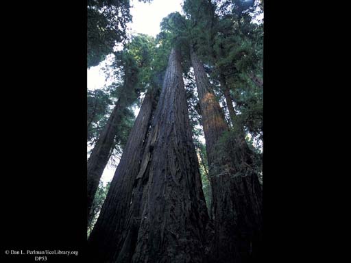 Redwoods forest, looking up, California