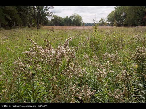 Restored prairie at Aldo Leopold's Shack, Wisconsin