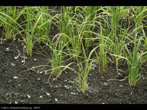 Rice, <i>Oryza sativa</i>