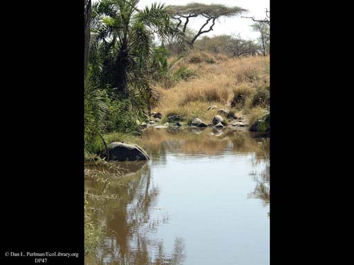 Riverside forest in savanna, Tanzania