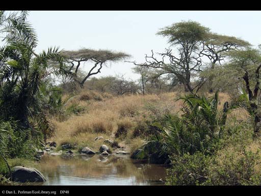 Riverside forest in savanna, Tanzania
