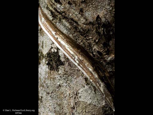 Rubber sap, <i>Hevea brasiliensis</i>