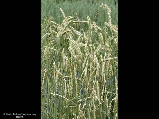 Winter rye, <i>Secale cereale</i>