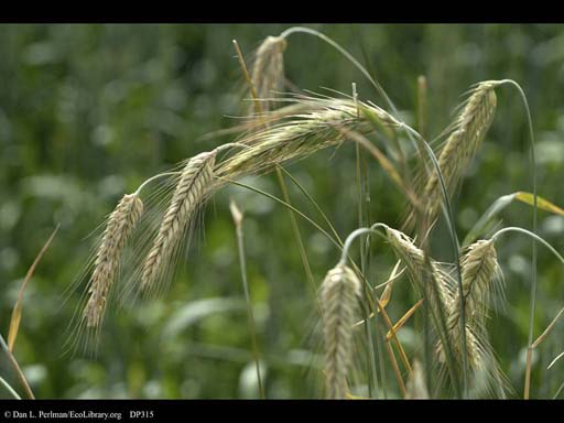 Winter rye, <i>Secale cereale</i>