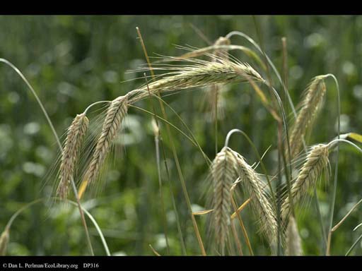 Winter rye, <i>Secale cereale</i>