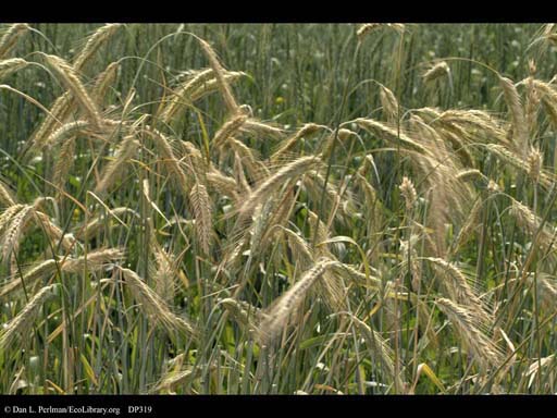 Winter rye, <i>Secale cereale</i>