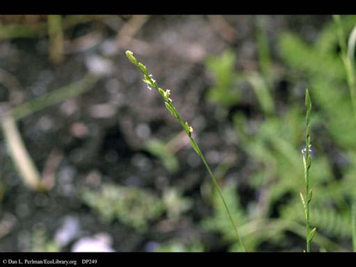 Annual ryegrass, <i>Lolium multiflorum</i>