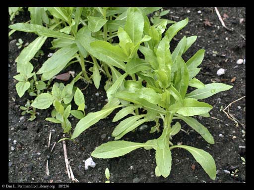 Safflower, <i>Carthamus tinctorius</i>