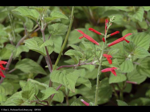 Sage, <i>Salvia</i> tangerine
