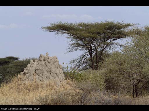 Savanna with Termite nest and Acacia, Tanzania