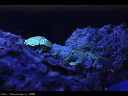 Scorpion and young glowing under UV light
