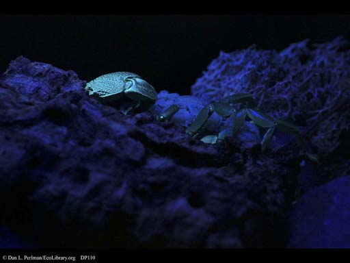 Scorpion and young glowing under UV light