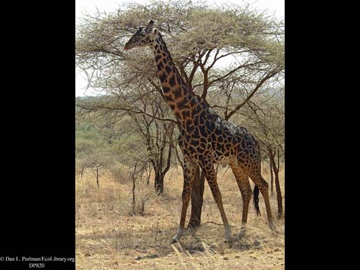 Selection: Giraffe feeds high on trees, Serengeti, Tanzania