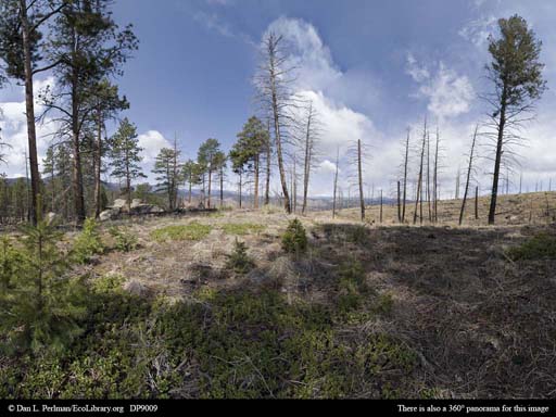 Panorama of Aftermath of a major forest fire in Colorado