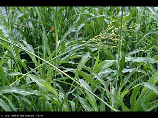 Sugar sorghum, <i>Sorghum bicolor</i>