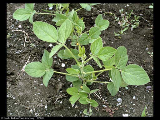Soy beans, <i>Glycine max</i>