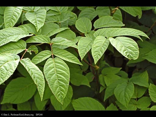 Spikenard or udo, <i>Aralia cordata</i>
