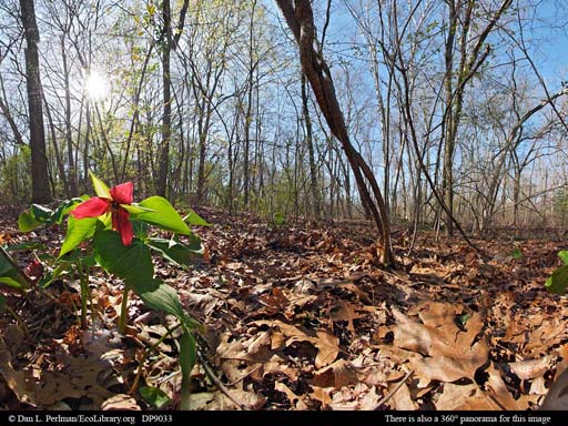 Panorama of spring ephemeral flowers, Massachusetts