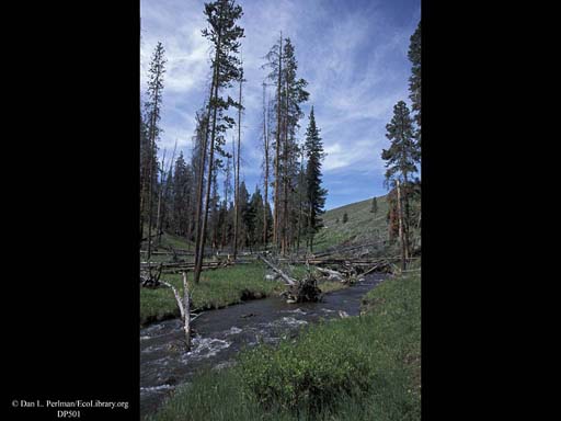Stream and downed burnt logs, Yellowstone
