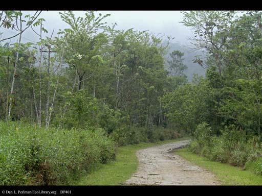 Succession of Atlantic Forest, Brazil