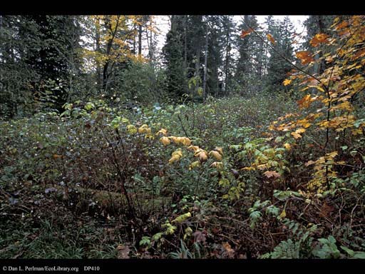 Succession at abandoned house site, Vermont