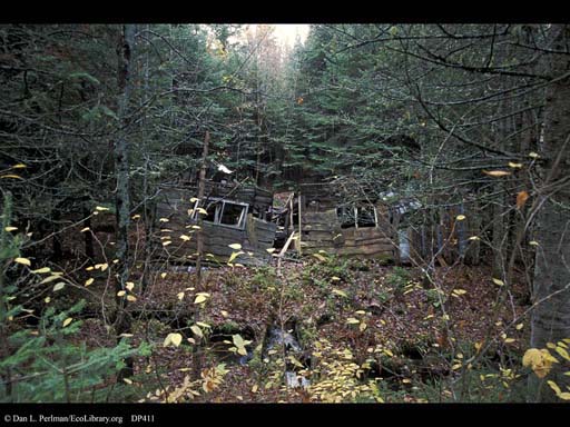 Succession: forest overgrowing house