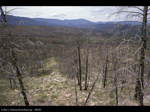 Succession four years after forest fire 1