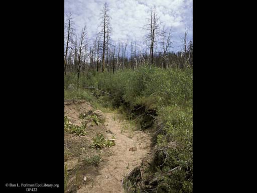 Succession four years after forest fire 3