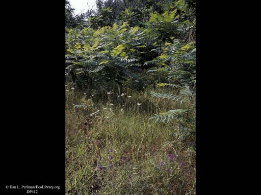 Succession, old field