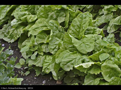 Sugar beet, <i>Beta vulgaris</i>