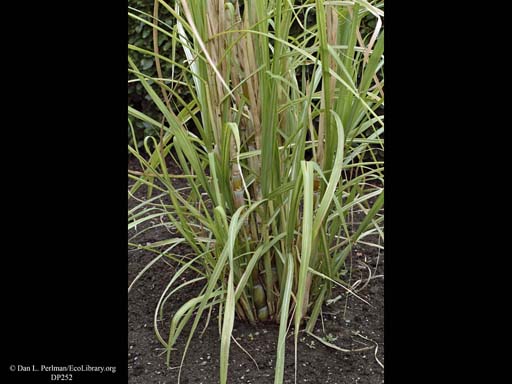Sugar cane, <i>Saccharum officinarum</i>