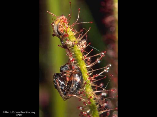 Thread-leaved sundew with captured ant queen, Massachusetts