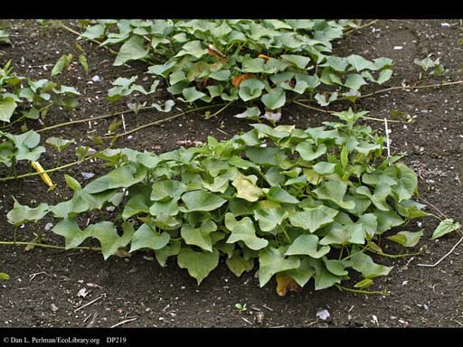 Sweet potato, <i>Ipomoea batatas</i>