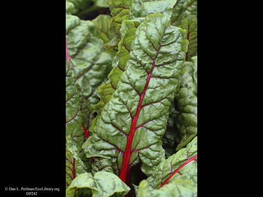 Swiss chard, <i>Beta vulgaris</i>