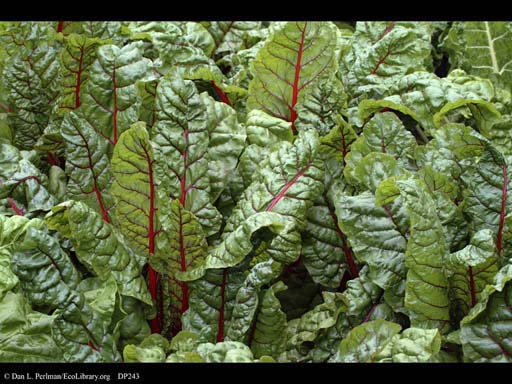 Swiss chard, <i>Beta vulgaris</i>
