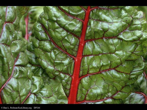 Swiss chard, <i>Beta vulgaris</i>