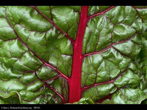 Swiss chard, <i>Beta vulgaris</i>