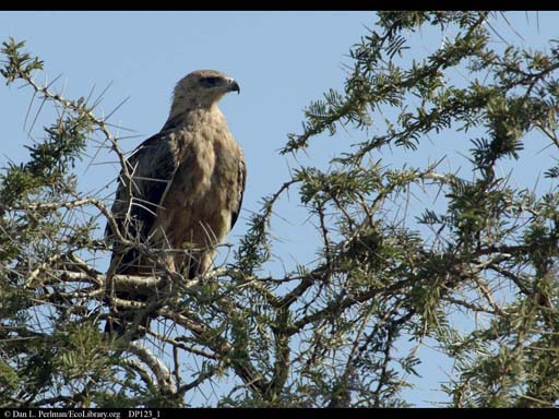 Tawny eagle in tree, Tanzania