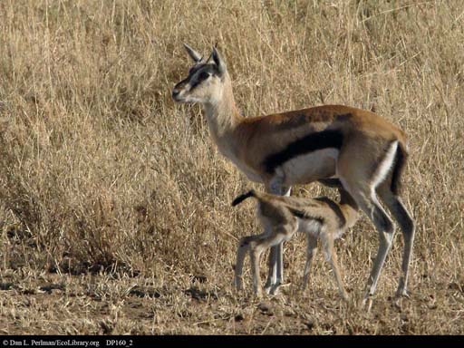 Thomson's gazelle suckling, Tanzania