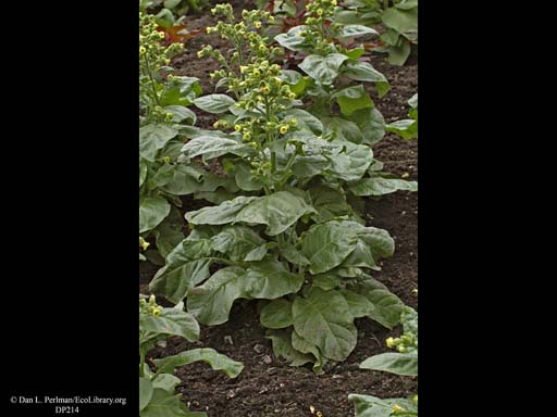 Tobacco, <i>Nicotiana tabacum</i>