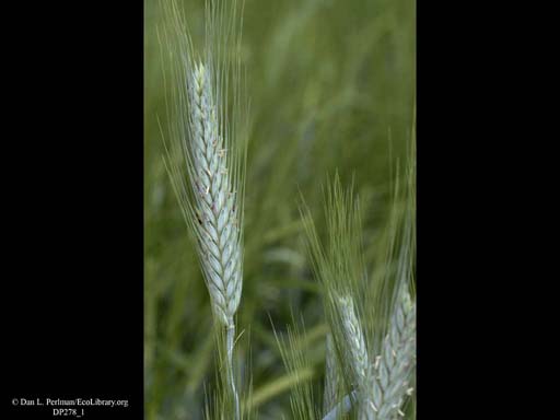 Triticale, <i>Secale cereale X Triticum durum</i>