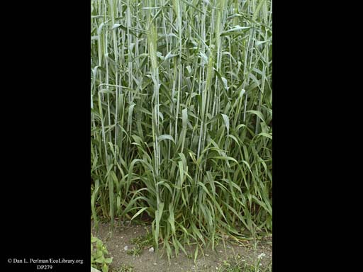 Triticale, <i>Secale cereale X Triticum durum</i>