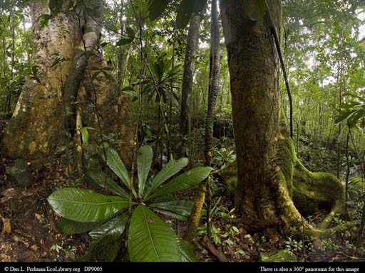 Panorama of Old-growth tropical rainforest in Madagascar
