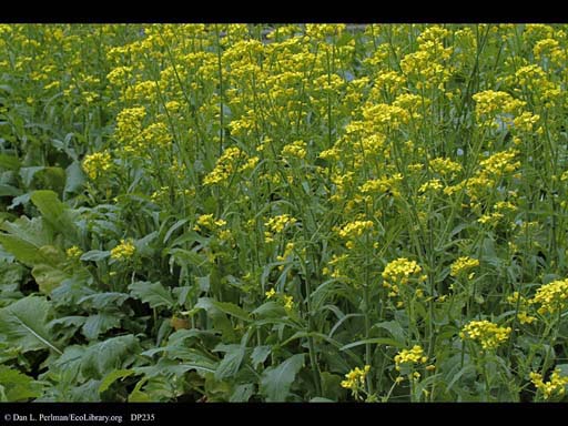 Turnip, <i>Brassica rapa</i>, in flower