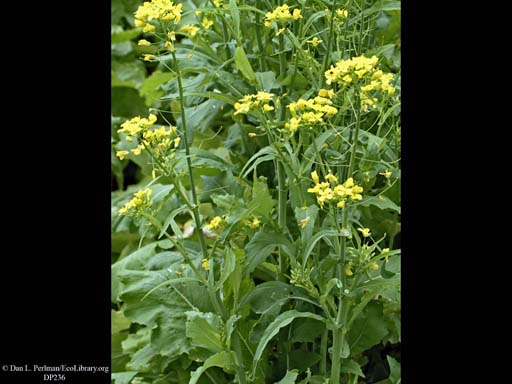 Turnip, <i>Brassica rapa</i>, in flower