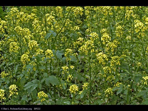 Wild turnip, <i>Brassica rapa</i>, in flower