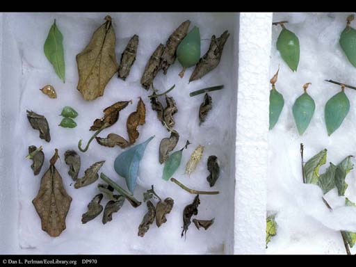 Variation: Butterfly chrysalids or pupae, Costa Rica