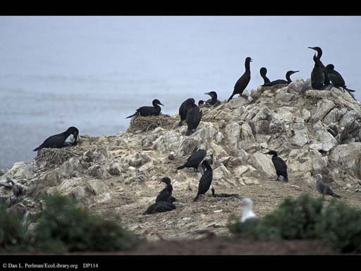 Variation in nest behavior in cormorants, California